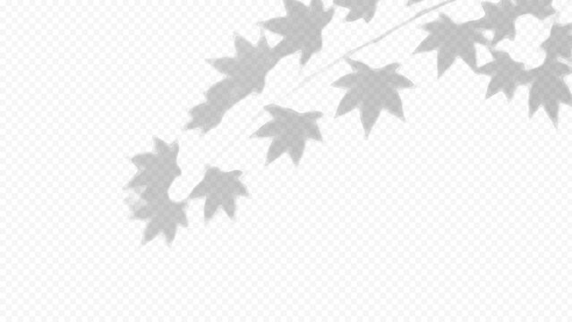 Easy to edit layered vector shadow. Maple leaves on transparent checkerboard. Adjust tonal layer opacity to control shadow intensity and perceived softness.