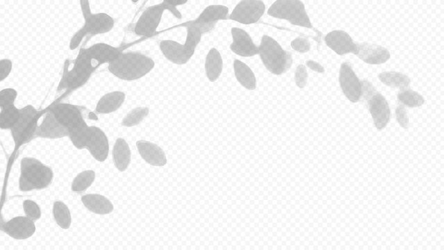 Easy to edit layered vector shadow. Leafy branches on transparent grid. Adjust tonal layer opacity to control shadow intensity and perceived softness.