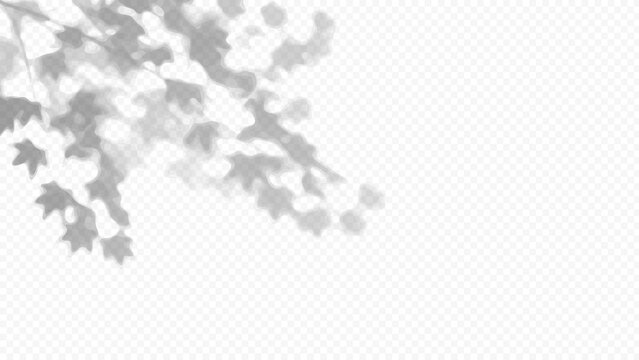 Easy to edit layered vector shadow. Maple tree leaves over a checkerboard background. Adjust tonal layer opacity to control shadow intensity and perceived softness.