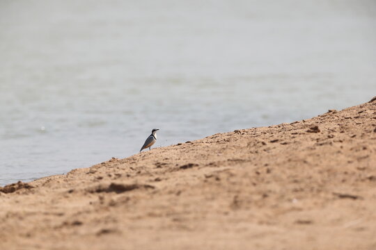 Egyptian plover (Pluvianus aegyptius), also known as the crocodile bird, is a wader, the only member of the genus Pluvianus.