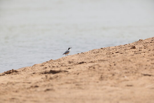 Egyptian plover (Pluvianus aegyptius), also known as the crocodile bird, is a wader, the only member of the genus Pluvianus.