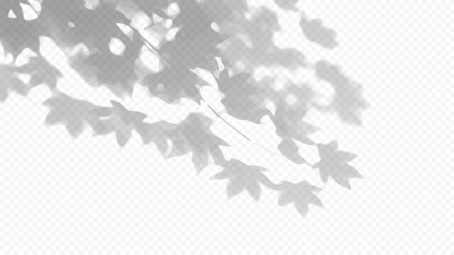 Easy to edit layered vector shadow. Maple tree leaves on a transparent checkerboard, with. Adjust tonal layer opacity to control shadow intensity and perceived softness.