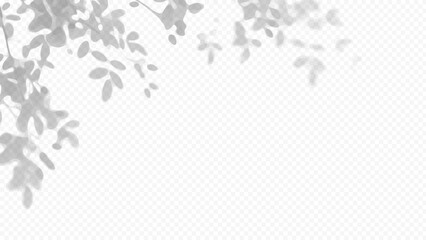 Easy to edit layered vector shadow. Tree branch leaves on a transparent checkerboard background. Adjust tonal layer opacity to control shadow intensity and perceived softness. © Imaster