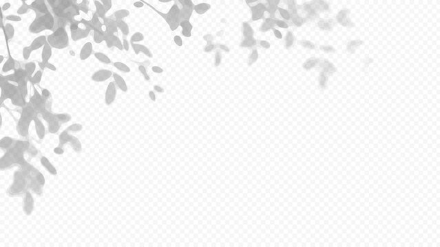 Easy to edit layered vector shadow. Tree branch leaves on a transparent checkerboard background. Adjust tonal layer opacity to control shadow intensity and perceived softness.