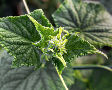A fuzzy young cucumber shoot with fresh leaves and a curling tendril, softly lit in a garden setting. Suits vegetable growing guides, seed catalogs and rural lifestyle content.