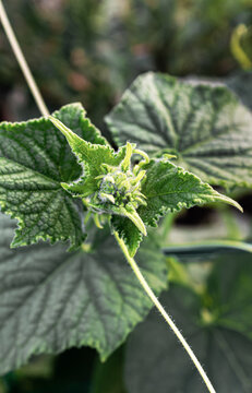 Close up of a cucumber plant growing tip with fuzzy young leaves and curling tendril against a soft blurred garden. Great for gardening blogs, seed packaging and organic farming visuals.