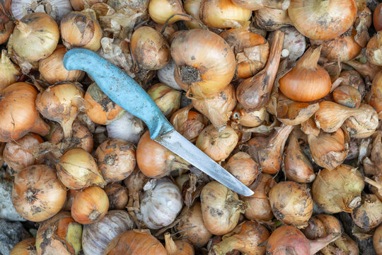 Top view of freshly harvested onions and garlic with garden knife