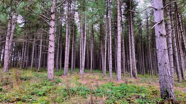 Bedford Purlieus National Nature Reserve, Cambridgeshire, England, UK &ndash; September 02 2026: Side-on tracking shot filmed while walking past a dense pine plantation.