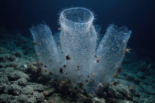 Transparent Tunicate Sea Squirt Underwater On The Dark Ocean Floor
