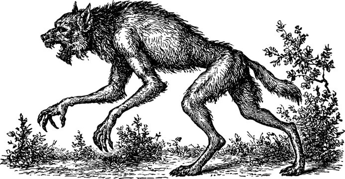 Antique engraving werewolf halloween illustration isolated on white for poster banner background and vintage horror design
