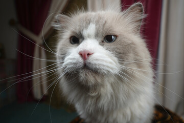 white cat with a blue eyes © Ahmed J.R