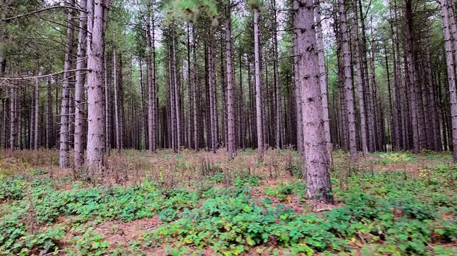 The clip opens looking out across dense rows of tall, straight pine trunks in a conifer plantation, then tilts up into the evergreen canopy