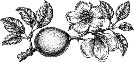 Obraz premium Antique engraved mexican avocado with blossom and leaves illustration isolated on white for botanical design background label and floral packaging