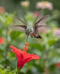 Fototapeta premium Hummingbird Feeding on Red Hibiscus Flower with Multi-Exposure Wings