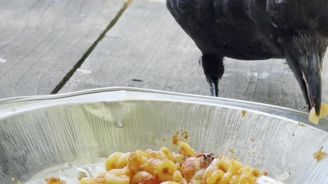 Closeup crow eats fusilli pasta with tomato sauce	