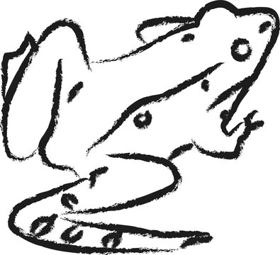 Minimalist Hand Drawn Frog Illustration