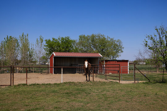 Horses in Pens loafing shed red