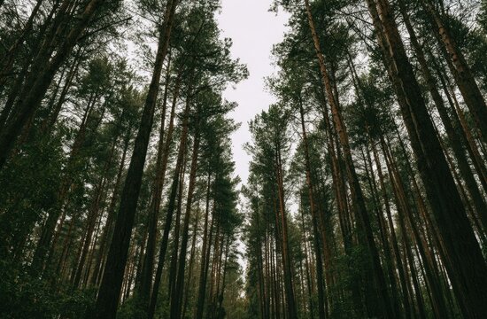 Looking up through towering dark green conifer trees towards a pale sky