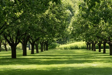 Fototapeta premium Lush green orchard with dappled sunlight filtering through abundant leaves