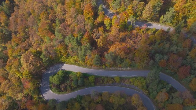 AERIAL TOP DOWN: Winding mountain road forms dramatic hairpin bends through a dense autumn forest in Dolenjska, Slovenia. Golden, orange, green and brown treetops surround the quiet roadway in fall.