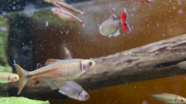Footage of fish swimming in a tank at the South Carolina Aquarium in Charleston South Carolina USA