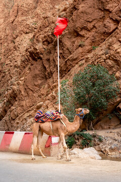 Camel wearing a colorful saddle standing beside a road in a canyon with a vibrant red Moroccan flag waving from its back against a backdrop of steep rocky cliffs