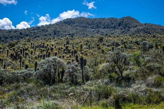 High altitude Andean p&aacute;ramo landscape covered with endemic frailejones (Espeletia) plants in Totor&oacute;, Cauca, Colombia.
