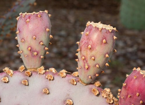 Several prickly pear fruits ripening on the cactus