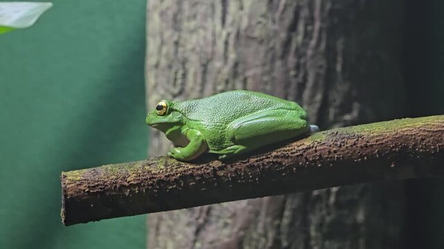 Footage of frog at the South Carolina Aquarium in Charleston South Carolina USA
