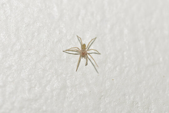 Juvenile brown recluse spider (Loxosceles reclusa) spiderling on a garage wall, Missouri Ozarks. Young venomous spider indoors.