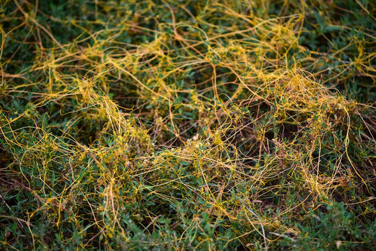 Close-up of yellow Cuscuta campestris parasite vine in the field. Field dodder parasitic plant twining around green host weed