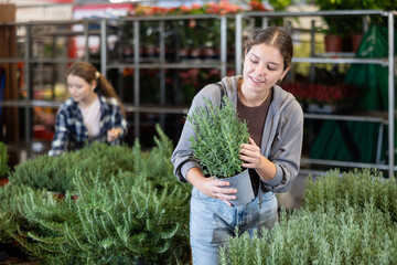 Female landscape designer gets acquainted with assortment of flower shop warehouse, choose plants to create landscaping project, select and buy rosemary spicy herb shrub potted flower. © JackF