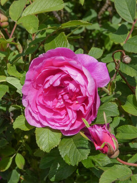 closeup of a pink rose in full bloom in bright sunshine