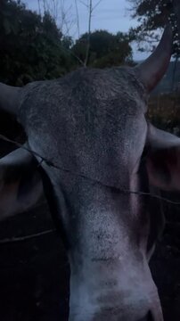 Cow face close up behind barbed wire fence at dusk