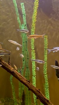 Footage of fish swimming in a tank at the South Carolina Aquarium in Charleston South Carolina USA