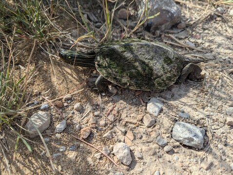 Port Louisa wildlife refuge turtle on the move in Iowa.