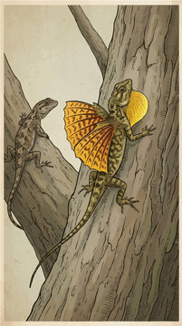 Draco Lizard Landing Display Female Orange Yellow Wing Vector Illustration