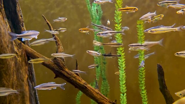 Footage of fish swimming in a tank at the South Carolina Aquarium in Charleston South Carolina USA
