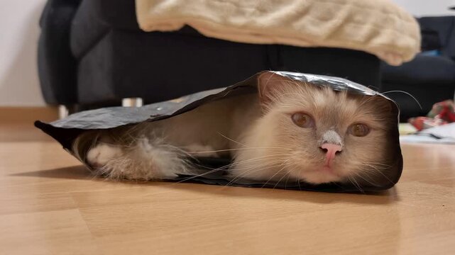 A fluffy cat is hiding and resting in a black bag.