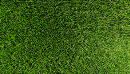 Obraz premium Full frame texture of vibrant green agricultural crop field from top down aerial perspective