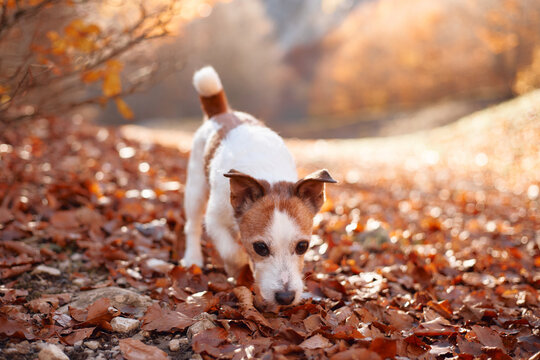 Close-up of a Jack Russell Terrier exploring a leaf covered forest floor. Warm orange foliage creates a colorful fall setting for walking and outdoor adventure.
