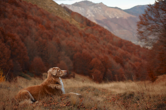 Nova Scotia Duck Tolling Retriever explores golden grass beneath a dense red forested slope. Colorful fall scenery highlights hiking, wilderness and outdoor travel adventure.