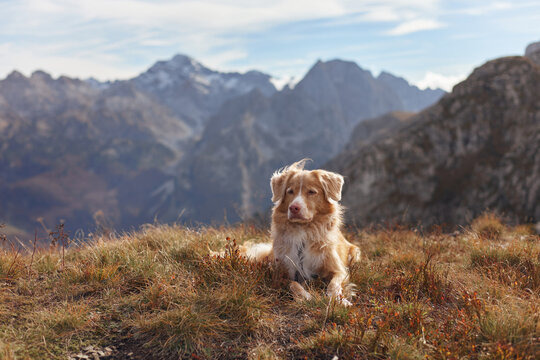 A Nova Scotia Duck Tolling Retriever sits quietly on a rocky plateau surrounded by mountain peaks. The soft daylight and clouds create a cinematic balance.