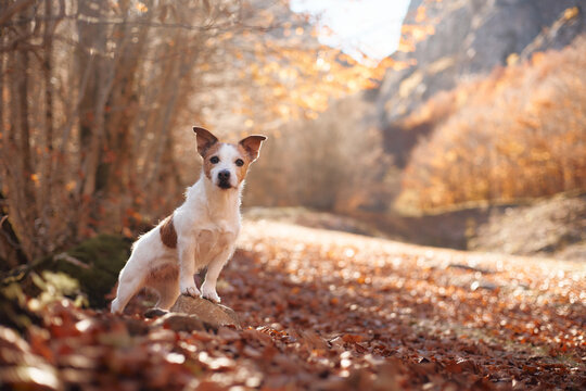 Jack Russell Terrier runs toward the camera across a leaf covered mountain trail. Golden woodland scenery captures an active fall hiking and outdoor adventure.