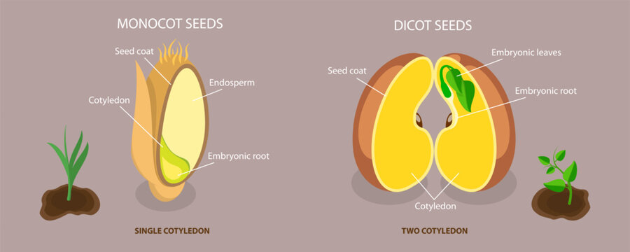 3D Isometric Flat Vector Illustration of Monocot Vs Dicot Seeds, Parts of Bean