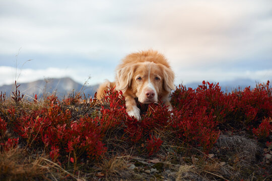 Close-up of Nova Scotia Duck Tolling Retriever standing among vivid red alpine vegetation. Soft mountain scenery and rich fall colors create a natural outdoor travel setting.