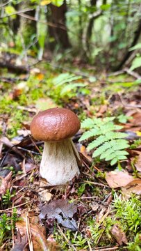 boletus edulis mushroom