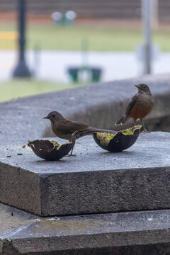 Rufous-bellied thrushes eating avocado on stone bench. Focus on Brazilian fauna, urban wildlife, and ornithology.