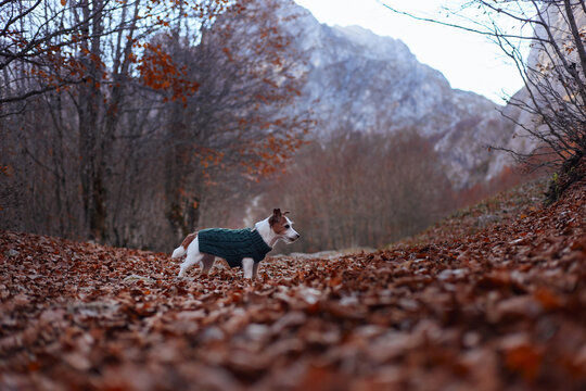A Jack Russell Terrier walks through dry leaves in fading daylight near distant mountain ridges. Its sweater and movement add life to the quiet forest path.