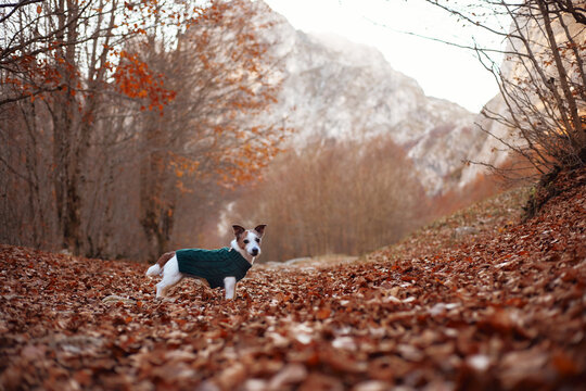 Jack Russell Terrier explores a woodland floor filled with dry orange leaves. Bare trees and mountain scenery create a natural fall hiking and travel adventure.